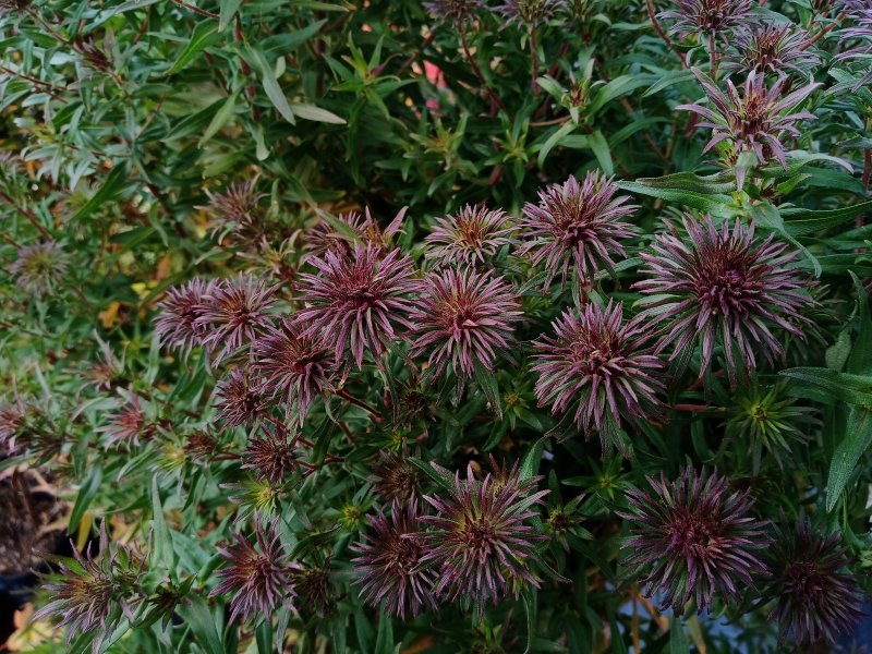 Symphyotrichum novae-angliae (Aster) 'Ann Leys' Астра новоанглийская